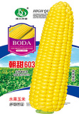 朝甜603