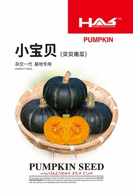 小宝贝南瓜