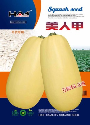 美人甲 打籽西葫芦
