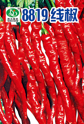 8819线椒 拷贝